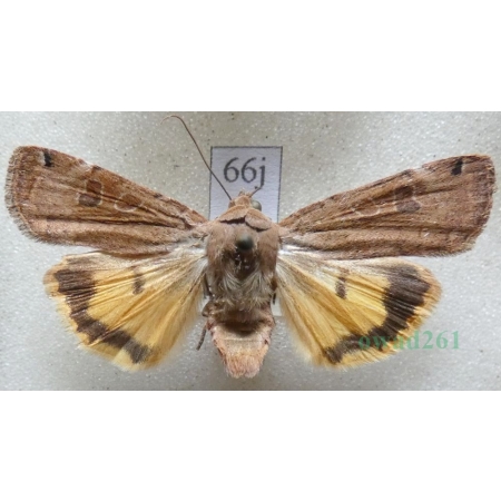 Noctua orbona (Hufnagel, 1766) Rolnica sierotka Czech66j
